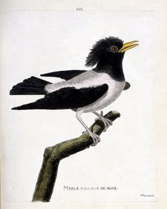 Zoologiskt diagram (ornitologi): rosa koltrast (rödaktig stare eller sturnus roseus) på en gren. Illustration i "Fåglarnas historia, målade i deras utseende och känsliga aspekter" av Francois Nicolas Martinet (1731-1800). Privat samling. av Francois Nicolas Martinet