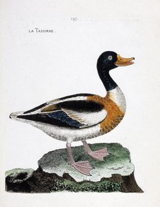Zoologiskt diagram (ornitologi): tadorne (tadorne de belon eller tadorna tadorna). Illustration i "Fåglarnas historia, målade i deras utseende och känsliga aspekter" av Francois Nicolas Martinet (1731-1800). Privat samling. av Francois Nicolas Martinet