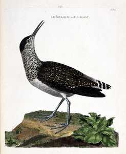 Zoologiskt diagram (ornitologi): näbben eller cul-blanc (vit rumpa, culblanc riddare eller Tringa ochropus). Illustration i "Fåglarnas historia, målade i deras utseende och känsliga aspekter" av Francois Nicolas Martinet (1731-1800). Privat samling av Francois Nicolas Martinet