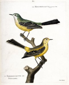 Zoologiskt diagram (ornitologi): själva bergeronnetten och fjäderbergeronnetten (springbergeronnette eller motacilla flava) på en gren. Illustration i "Fåglarnas historia, målade i deras utseende och känsliga aspekter" av Francois Nicolas Ma av Francois Nicolas Martinet