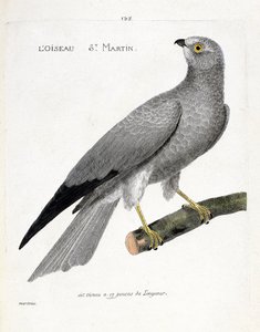 Zoologiskt diagram (ornitologi): fågeln saint martin (busard saint martin eller cirkus cyaneus) på en gren. Illustration i "Fåglarnas historia, målade i deras utseende och känsliga aspekter" av Francois Nicolas Martinet (1731-1800). Privat samling av Francois Nicolas Martinet