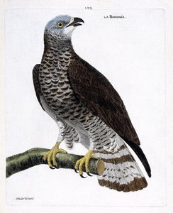 Zoologiskt diagram (ornitologi): bondree (apivore bondree eller pernis apivorus) på en gren. Illustration i "Fåglarnas historia, målade i deras utseende och känsliga aspekter" av Francois Nicolas Martinet (1731-1800). Privat samling. av Francois Nicolas Martinet