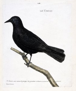 Zoologiskt diagram (ornitologi): kålen (tornens kål eller corvus monedula) på en gren. Illustration i "Fåglarnas historia, målade i deras utseende och känsliga aspekter" av Francois Nicolas Martinet (1731-1800). Privat samling. av Francois Nicolas Martinet
