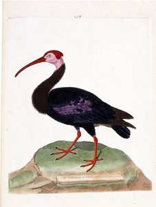 Zoologiskt diagram (ornitologi): krullen har ett bar huvud av det goda hoppets mössa (ibis du cap eller geronticus calvus). Illustration i "Fåglarnas historia, målade i deras utseende och känsliga aspekter" av Francois Nicolas Martinet (1731-1800). P av Francois Nicolas Martinet