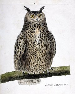 Zoologiskt diagram (ornitologi): hertigen eller storhertigen (storhertigen eller bubo bubo) på en gren. Illustration i "Fåglarnas historia, målade i deras utseende och känsliga aspekter" av Francois Nicolas Martinet (1731-1800). Privat samling. av Francois Nicolas Martinet