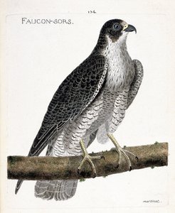 Zoologiskt diagram (ornitologi): falken kommer ut eller falken ut (pelerinefalk eller falco peregrinus) på en gren. Illustration i "Fåglarnas historia, målade i deras utseende och känsliga aspekter" av Francois Nicolas Martinet (1731-1800). Pri av Francois Nicolas Martinet