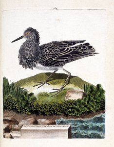 Zoologiskt diagram (ornitologi): kämpen eller havspåfågelhanen (fighter varies eller philomachus pugnax). Illustration i "Fåglarnas historia, målade i deras utseende och känsliga aspekter" av Francois Nicolas Martinet (1731-1800). Privat kolle av Francois Nicolas Martinet