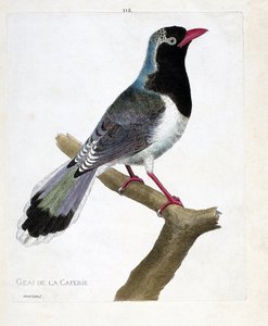 Zoologiskt diagram (ornitologi): kaféets nötskrika (rödnäbbade pirolla eller urocissa erythrorhyncha). Illustration i "Fåglarnas historia, målade i deras utseende och känsliga aspekter" av Francois Nicolas Martinet (1731-1800). Privat kolle av Francois Nicolas Martinet