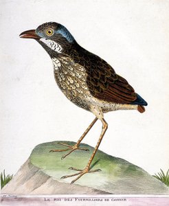 Zoologiskt diagram (ornitologi): kungen av de fyratusen av Cayenne (grallaire kung eller grallaria varia). Illustration i "Fåglarnas historia, målade i deras utseende och känsliga aspekter" av Francois Nicolas Martinet (1731-1800). Privat koll av Francois Nicolas Martinet