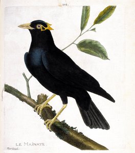 Zoologiskt diagram (ornitologi): mainate (religiös mainate eller gracula religiosa) på en gren. Illustration i "Fåglarnas historia, målade i deras utseende och känsliga aspekter" av Francois Nicolas Martinet (1731-1800). Privat samling. av Francois Nicolas Martinet