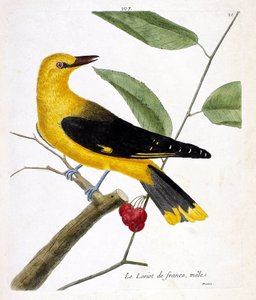 Zoologiskt diagram (ornitologi): fransk manlig loriot (europeisk loriot eller oriolus oriolus) på en gren. Illustration i "Fåglarnas historia, målade i deras utseende och känsliga aspekter" av Francois Nicolas Martinet (1731-1800). Privata samlingar av Francois Nicolas Martinet