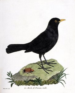 Zoologiskt diagram (ornitologi): koltrasthanen (svartkoltrast eller turdus merula). Illustration i "Fåglarnas historia, målade i deras utseende och känsliga aspekter" av Francois Nicolas Martinet (1731-1800). Privat samling. av Francois Nicolas Martinet