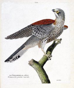 Zoologiskt diagram (ornitologi): vattenkrassehanen (hökhök eller falco tinnunculus) på en gren. Illustration i "Fåglarnas historia, målade i deras utseende och känsliga aspekter" av Francois Nicolas Martinet (1731-1800). Privat samling. av Francois Nicolas Martinet