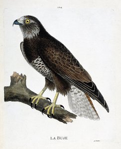 Zoologiskt diagram (ornitologi): munstycket (variabelt munstycke eller buteo buteo) på en gren. Illustration i "Fåglarnas historia, målade i deras utseende och känsliga aspekter" av Francois Nicolas Martinet (1731-1800). Privat samling. av Francois Nicolas Martinet