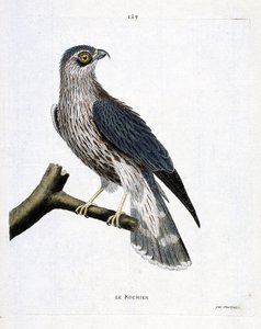 Zoologiskt diagram (ornitologi): stenen (emerillonfalk eller falco colombarius) på en gren. Illustration i "Fåglarnas historia, målade i deras utseende och känsliga aspekter" av Francois Nicolas Martinet (1731-1800). Privat samling. av Francois Nicolas Martinet