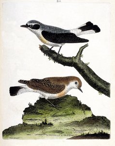 Zoologiskt diagram (ornitologi): vitrec (eller motös) på grenen och dess hona (mottous stjälk eller oenanth). Illustration i "Fåglarnas historia, målade i deras utseende och känsliga aspekter" av Francois Nicolas Martinet (1731-1800). Privat c av Francois Nicolas Martinet