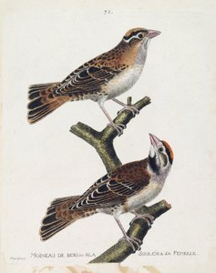 Zoologiskt diagram (ornitologi): skogssparven eller reliefen (Hudsonsparv eller spizea arborea) och dess hona (lindad sparv eller petronia petronia). Illustration i "Fåglarnas historia, målade i deras utseende och känsliga aspekter" av Franco av Francois Nicolas Martinet