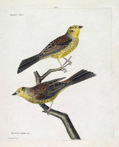 Zoologiskt diagram (ornitologi): uppifrån och ned: Sparvar hanar och honor (Gulsparv eller Emberiza citrinella). Illustration i "Fåglarnas historia, målade i deras utseende och känsliga aspekter" av Francois Nicolas Martinet (1731-1800). Privat av Francois Nicolas Martinet
