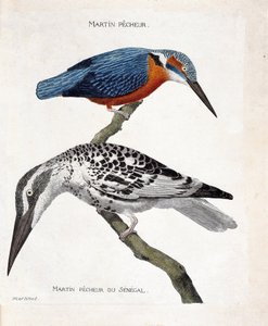 Zoologiskt diagram (ornitologi): uppifrån och ned: Martin pecheur (martin pecheur d