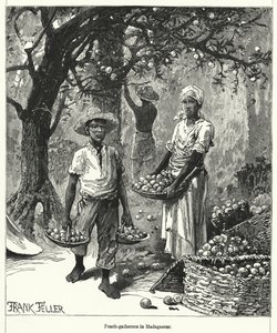 Persikosamlare på Madagaskar (gravyr)