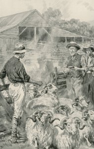 En fårstation på Canterbury Plains av Frank Dadd