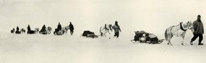 Ponnyer i mars 1911, 1913 av Frank Debenham