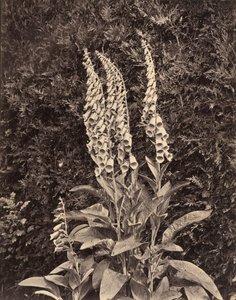 Foxgloves, c. 1860-talet.