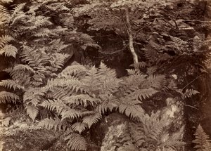 Untitled Fern Study, sent 1870-tal. av Frank Meadow Sutcliffe