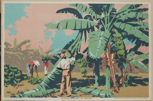 Att skära bananer på Jamaica (litho i färg)
