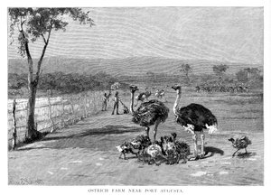 Strutsfarm nära Port Augusta, södra Australien, 1886 av Frank P. Mahony