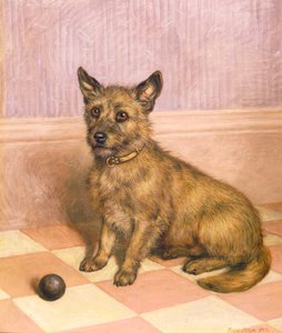 Waiting to Play, en Cairn terrier med en boll (olja)