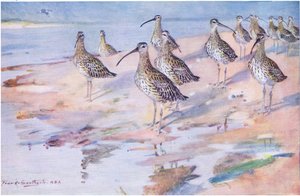 Curlews vid Blakeney Point (litho) av Frank Southgate