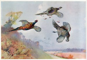 Högfasaner, illustration från 