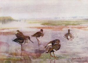 Norfolk Broads: Redshank (färg litho)