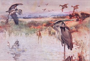 The Heron, illustration från Wild Nature & Country Life publicerad av Hodder & Stoughton, ca 1910