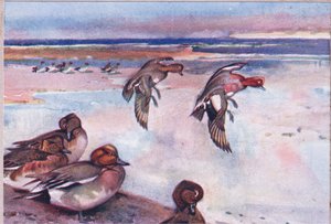 Widgeons, illustration från Wild Nature & Country Life publicerad av Hodder & Stoughton, ca 1910