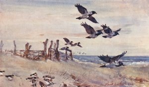 Viltliv i East Anglia: Autumn Immigrants, Hooded Crows and Snow Buntings (färglitografi)