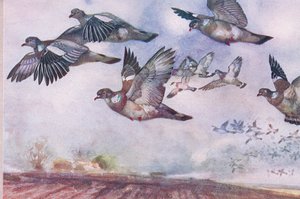 Wood Pigeons in flight, illustration från Wild Nature & Country Life publicerad av Hodder & Stoughton, ca 1910