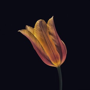 En lysande orange tulpan av Frank Ulrich Gandenberger