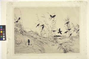 Blackbirds And Rushes (bläck på papper)