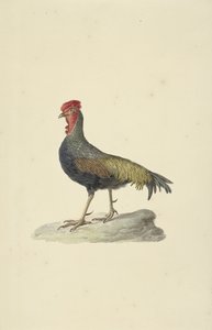 Sonnerats höna av François Levaillant (circle of)