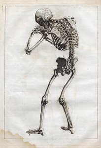 Gravyr i ""Abstract Anatomy, accommodated to the arts of painting and sculpture"" - "" Abrege d