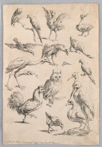 Sortiment av fåglar, från "Samling av olika djurstudier..." av Frans Snyders