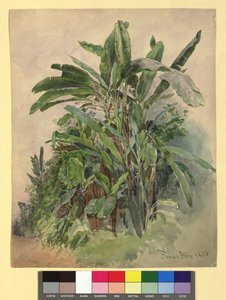 Schönbrunn - Växtstudie av Franz Alt