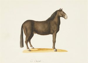 Hästen (akvarell) av Franz Anton von (attr.to) Scheidel