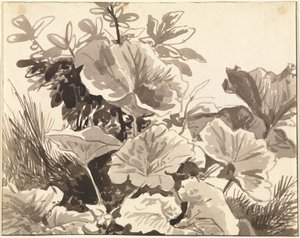 Studie av krolliljans blad av Franz Innocenz Kobell