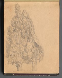 Album med utsikt över Rom och omgivningar, Landskapsstudier, sida 13a: Träd. av Franz Johann Heinrich Nadorp