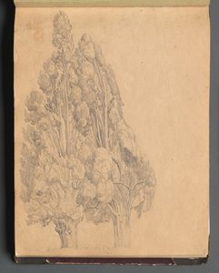 Album med utsikt över Rom och omgivningar, Landskapsstudier, sida 13a: Träd av Franz Johann Heinrich Nadorp