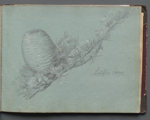 Album med utsikt över Rom och omgivningar, landskapsstudier, sidan 49a: Studie av en vintergrön gren med tallkotte av Franz Johann Heinrich Nadorp