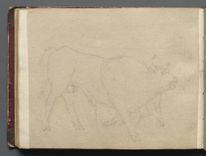 Album med utsikt över Rom och omgivningar, Landskapsstudier, sidan 51b: Studie av en tjur. av Franz Johann Heinrich Nadorp